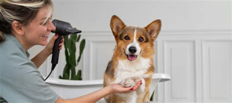 house call dog grooming|dog grooming same day service.